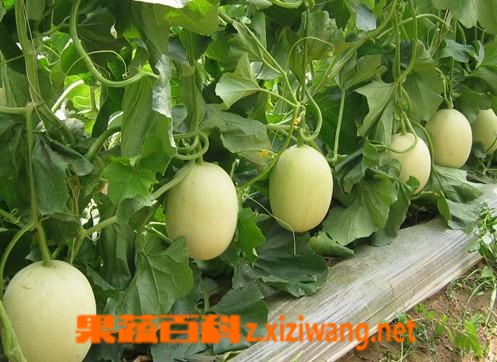 甜瓜营养价值,香瓜营养价值