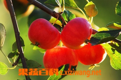 沙果的营养价值 沙果食用的方法