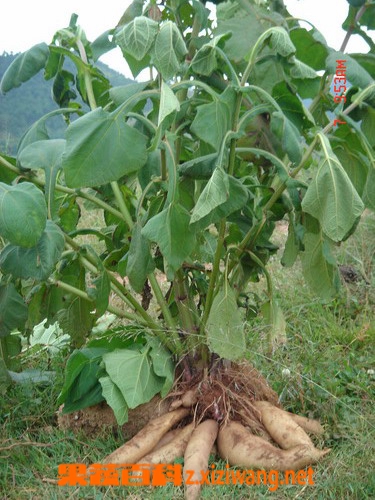 雪莲果怎么吃 雪莲果吃法大全