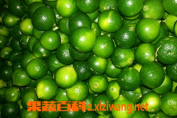 孕妇能吃青桔子吗 孕妇能吃小桔子吗