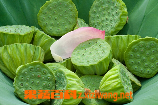 莲蓬怎么吃 吃莲蓬有什么好处