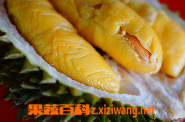 怎么分辩榴莲是否新鲜