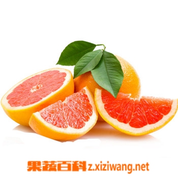 西柚的介紹,西柚的作用和營養(yǎng)