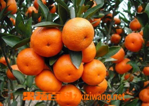 吃沙糖桔會上火嗎？