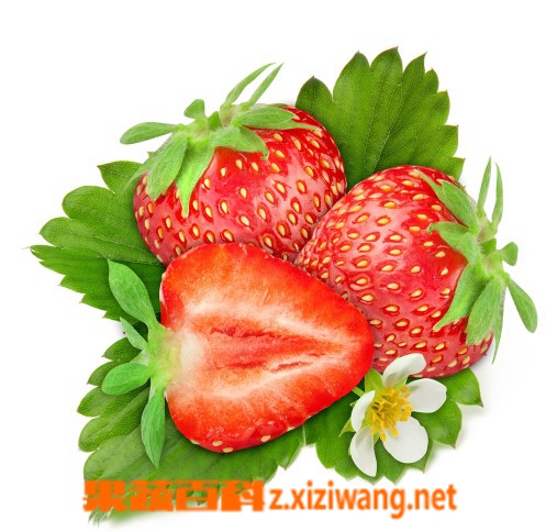 草莓的营养价值与食疗功效