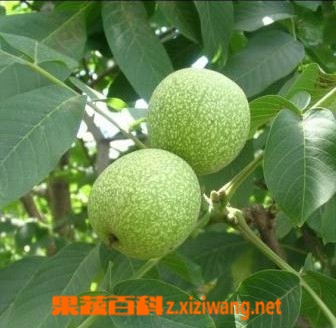 青皮的功效与作用