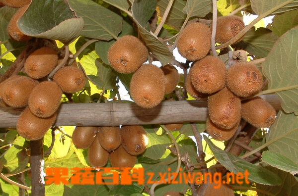 鄂猕猴桃三号的功效与作用