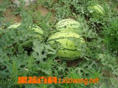 西瓜种子什么时候种