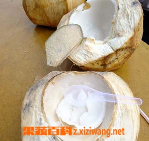 椰子肉怎么吃 椰子肉家常吃法大全
