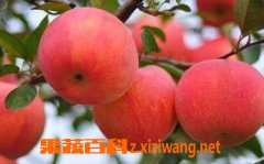 吃苹果的好处和坏处