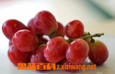 红提有什么营养价值 美国红提营养价值介绍