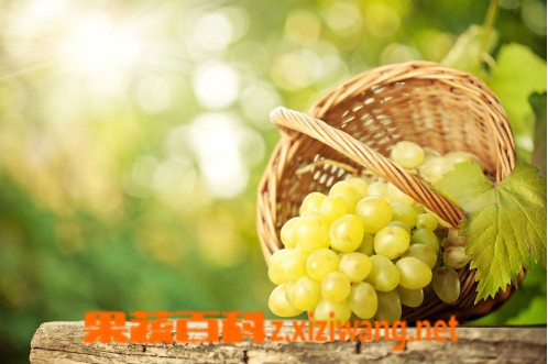 葡萄籽功效有哪些,葡萄籽怎么吃