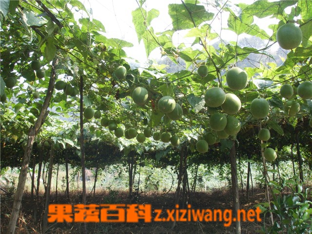 罗汉果的功效和吃法