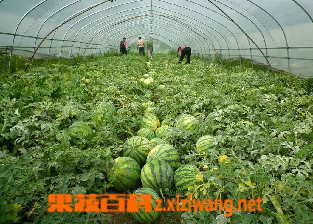 吃西瓜上火吗,吃西瓜会不会上火