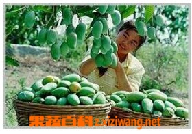 绿色的芒果怎么吃