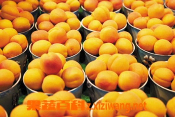 金州黄桃的功效与作用