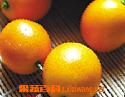 金橘的营养知识