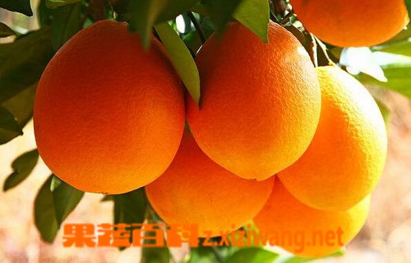 晚棱脐橙的功效与作用