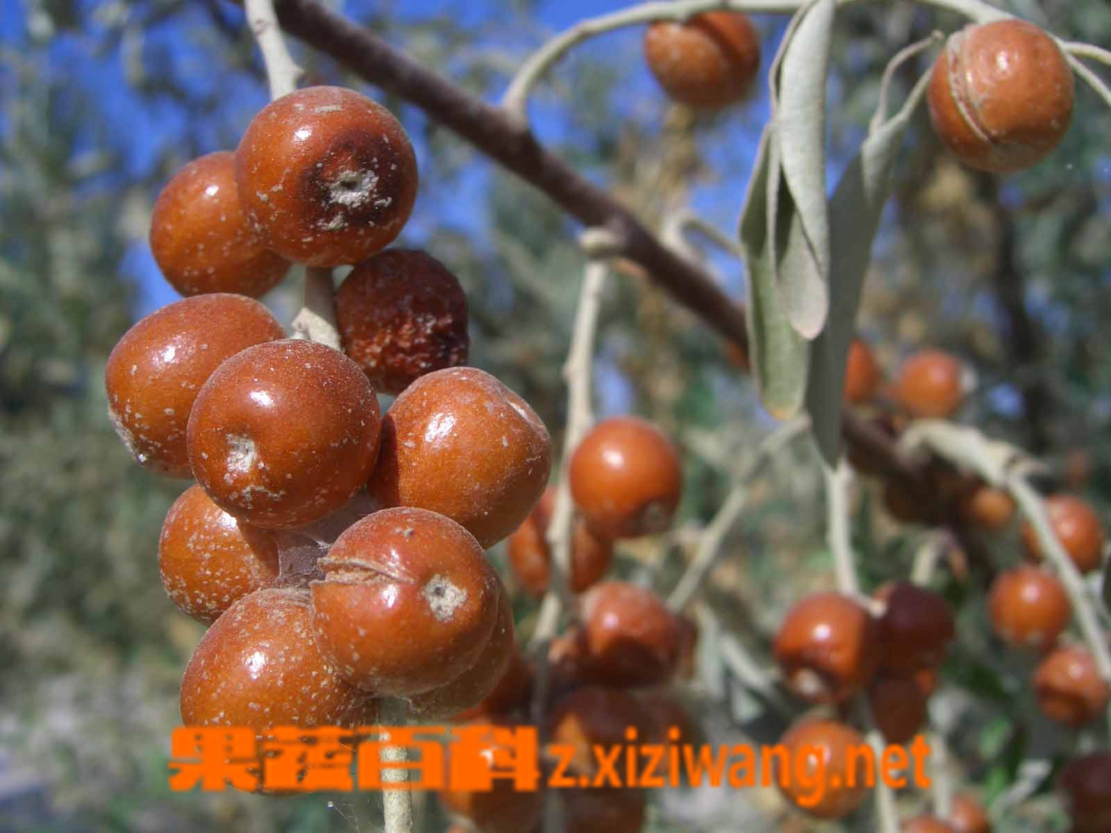 沙枣有什么营养