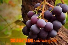 葡萄窖藏保鲜法具体步骤