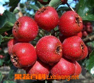 解暑山楂饮做法步骤