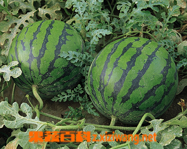 西瓜护肤方法技巧