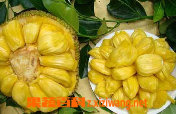菠萝蜜怎么吃 菠萝蜜的常见吃法