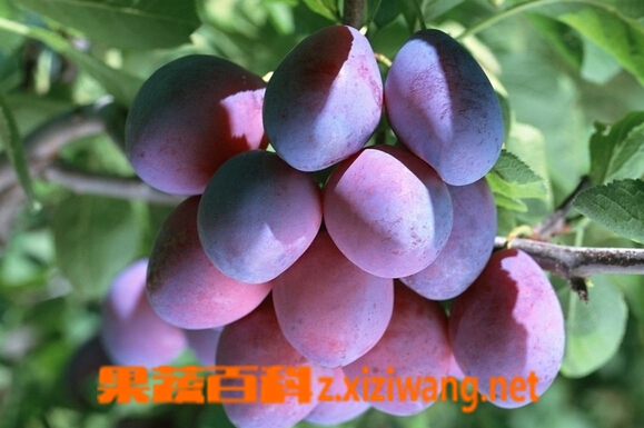 新鮮西梅能空腹吃嗎 新鮮西梅的功效