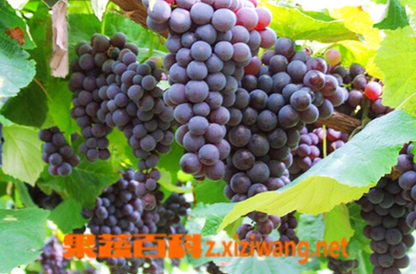 金星无核葡萄的功效与作用