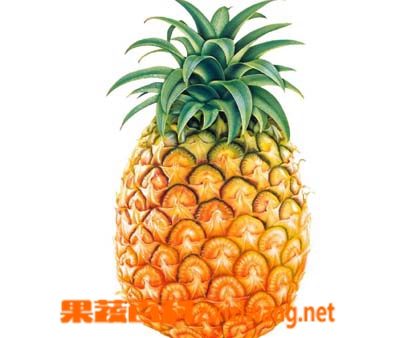 菠萝怎么削皮 菠萝快速削皮方法