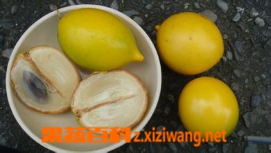 什么是黄晶果 黄晶果营价值和吃法