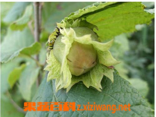 榛子的营养价值和食用效果