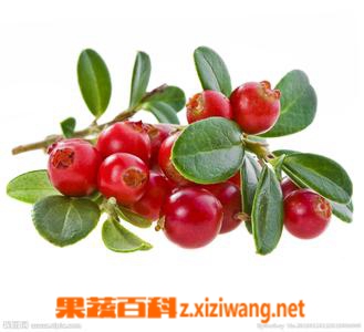 蔓越莓的功效和营养价值