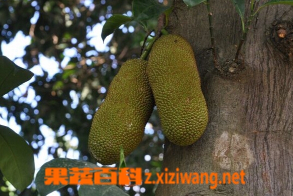 尖蜜拉的功效与作用