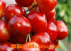 大樱桃能保存多久 大樱桃如何保存