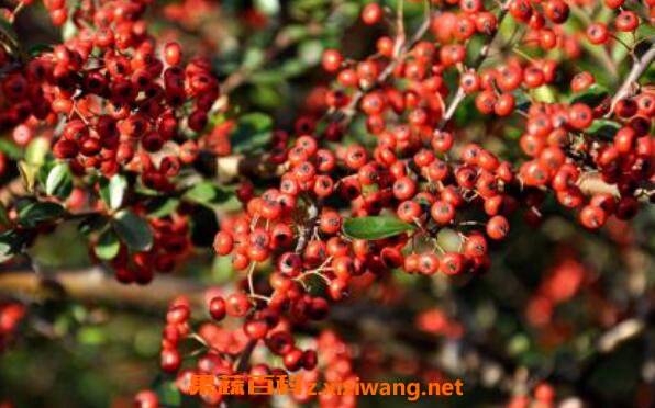 五味子茶的功效与作用 五味子茶的冲泡方法