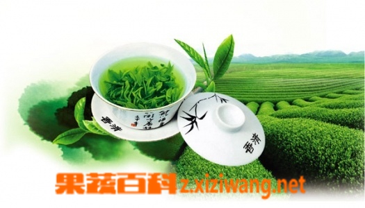 吉姆奈玛茶 黑茶 杜仲茶等茶叶的功能
