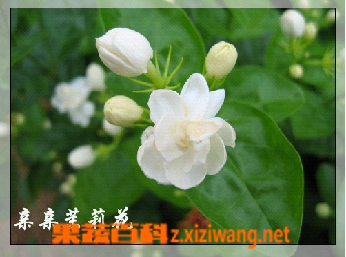 茉莉清茶种类和知识