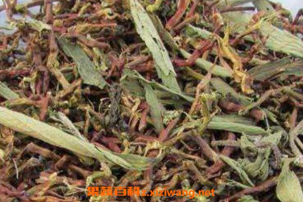 山密草茶的功效与作用 喝山密草茶的好处