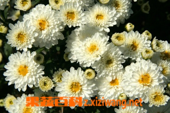 黄山贡菊的泡法