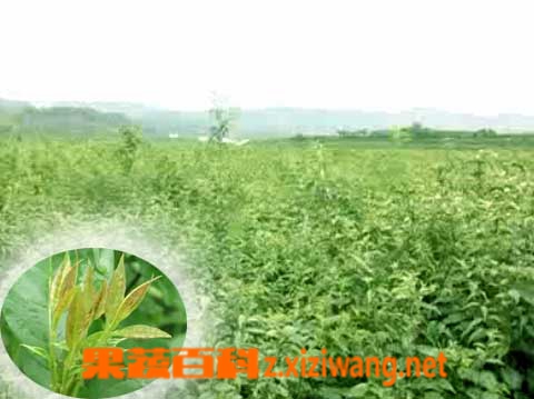 小叶苦丁茶