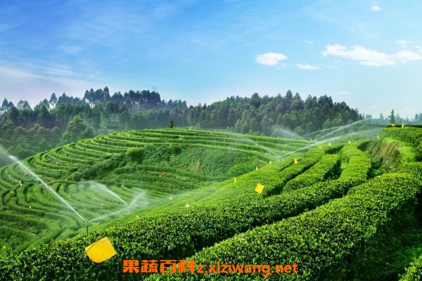 石竹茶和竹叶青的区别