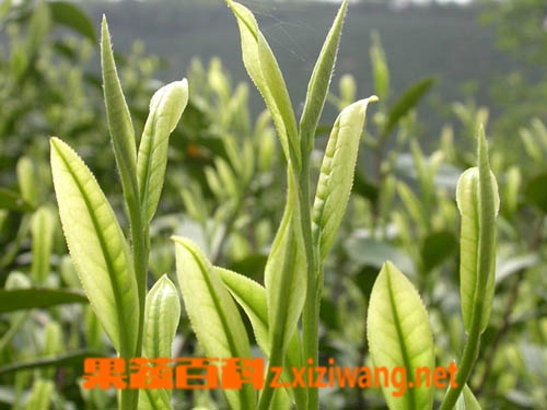 竹叶青茶叶功效