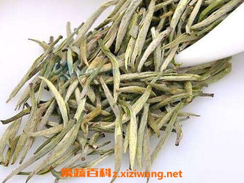 君山银针和紧压黄茶的主要区别