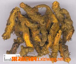 黄连素的功效与作用