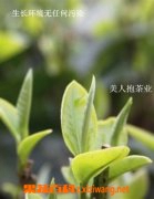 月光白茶有什么功效与作用