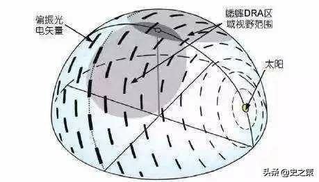 红海最窄处也有30千米,蝗虫怎么飞到阿拉伯的?
