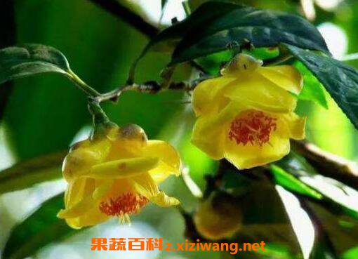 广西金花茶的功效与作用