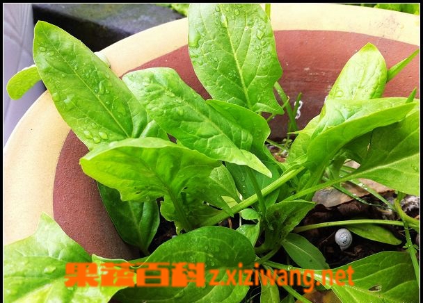 金银花叶的功效与作用