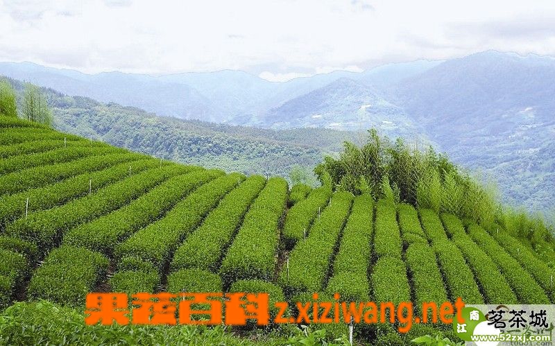 阿里山高山茶